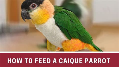 How to Feed a Caique Parrot || Caique parrot talking || Caique parrot care – HousePetsCare.com