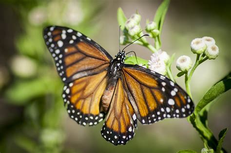 Close-up Of Monarch Butterfly Image Free Photo