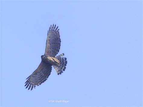 Annapurna Conservation Area - Birding Himalaya