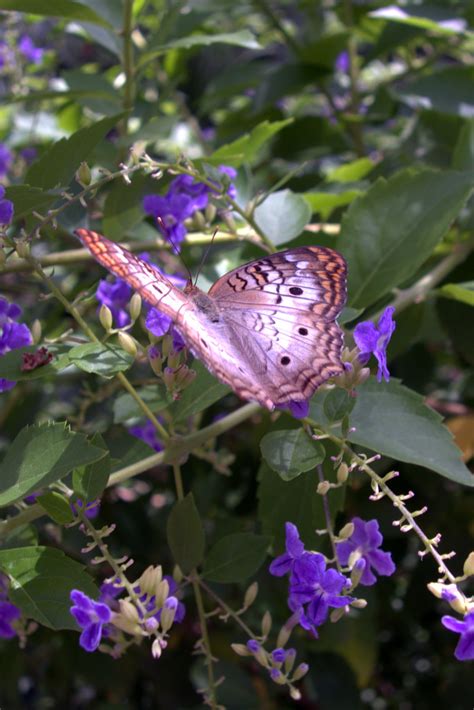 Butterfly Wonderland - Top Places to See in Arizona