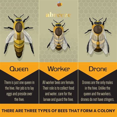 The queen bee, the worker bees and the drone bees are all interdependent and cannot live without ...