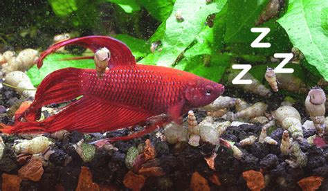 Do Betta Fish Sleep? How, When & Why They Rest (Explained)