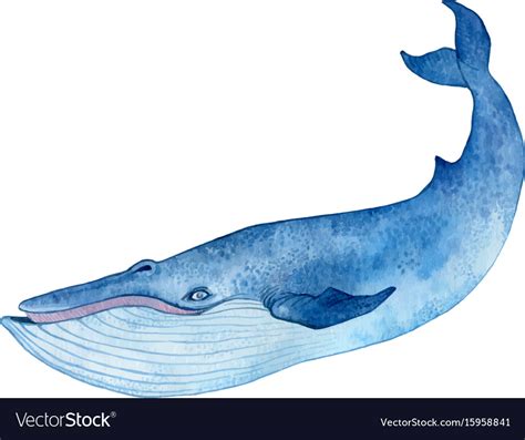 Blue whale Royalty Free Vector Image - VectorStock