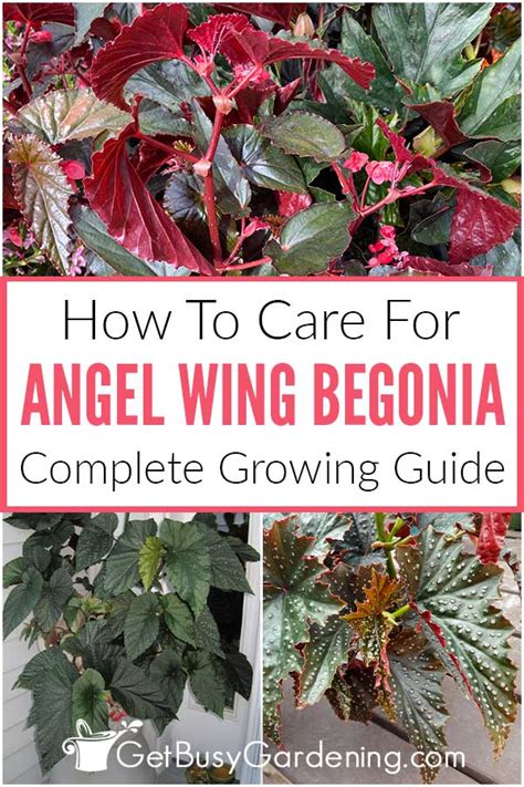 Angel Wing Begonia Plant Care & Growing Guide