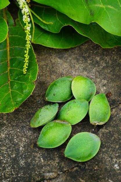 Premium Photo | Terminalia catappa, ketapang almond. buah ketapang hijau