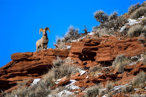 The Rocky Mountain Bighorn Sheep – Eric Mitch Photography