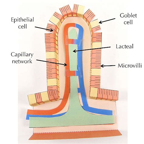 Villus: Location, Structure & Functions