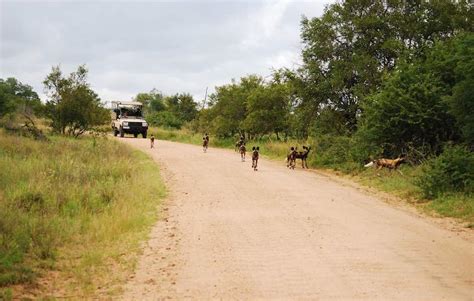 Images of Imbali Safari Lodge - Kruger National Park