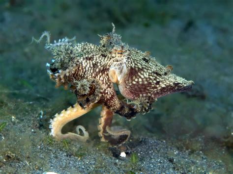 Marine Species: The Mimic Octopus • Scuba Diver Life