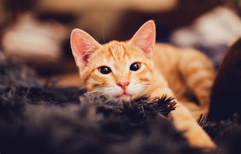 336 Sun-Kissed Orange Cat Names for Your Furry Friend - Animal Hype