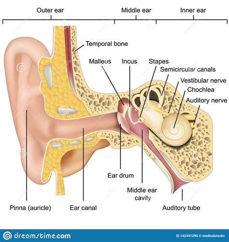 “The doctor said that I have crystals in my ears.” Demystifying ...