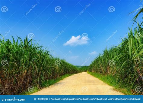 Summer Afternoons in the Sugar Cane Fields. Stock Image - Image of ...