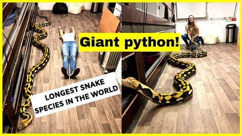 GIANT PYTHON: THE LONGEST SNAKE SPECIES IN THE WORLD! - YouTube