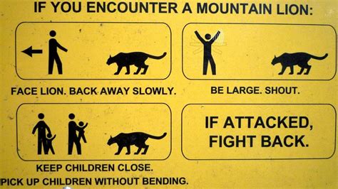 Camp Safety: Mountain Lions - Blog by CanvasCamp USA