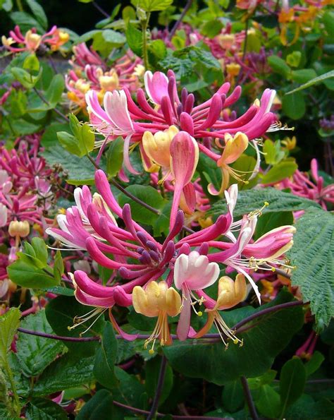 Secrets of the Bach Flower Remedy Plants #17 Honeysuckle | Bach Flower Remedies - Cambridge ...