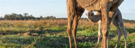 How long is a camel's gestation period? - QCamel Milk Dairy