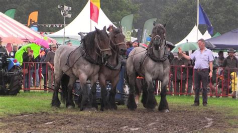 3 Very Strong Draft Horses: pull demonstration - YouTube