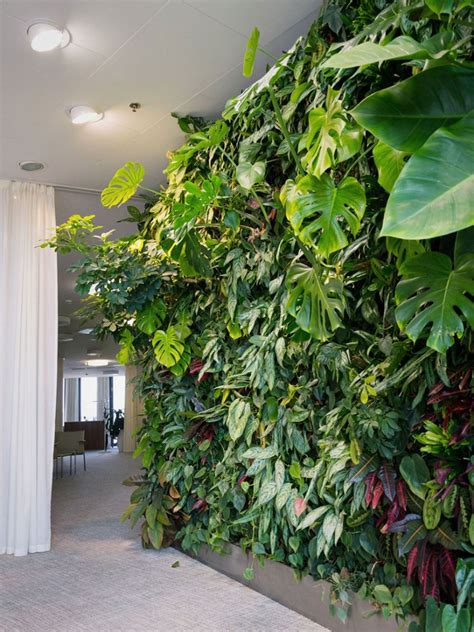 Plants For An Indoor Wall: Houseplants For Indoor Vertical Gardens