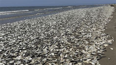 Texas Fish mass die-off: Thousands of dead fish wash ashore along Gulf Coast - More to come ...