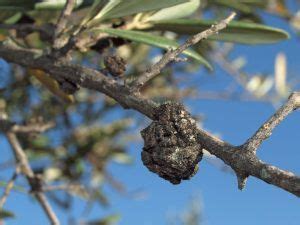 Olive Tree Diseases: [Characteristics, Types, Detection and Treatment ...