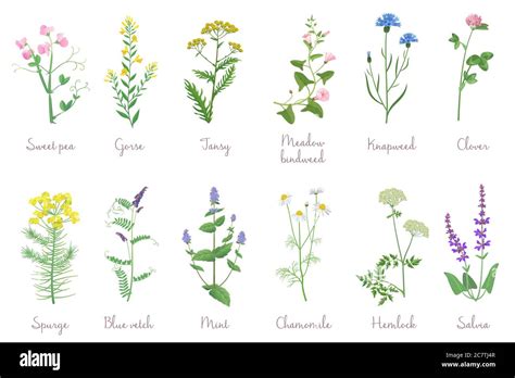 Wild herbs set with names isolated. Wildflowers, herbs, leafs. Garden and wild foliage, flowers ...