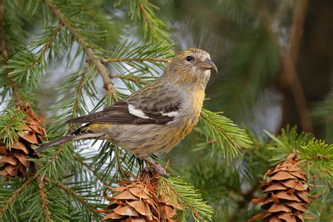 White-winged Crossbill 4