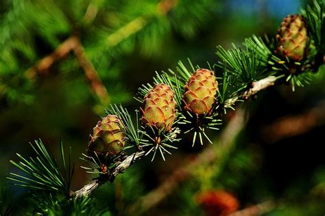 Free photo: Cones, Larch, Tree, Iglak - Free Image on Pixabay - 614960