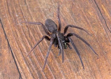 The 10 spiders you'll find in the houses and gardens of Britain this Autumn - Country Life