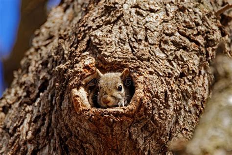 Grey Squirrel in a Hole stock photo. Image of wildlife - 73444498