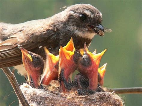 Mama Birds Feeding Baby Birds: 8 Heart Warming Photos | Bit Rebels