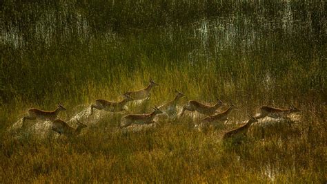 Bing image: Red lechwe, Okavango Delta, Botswana - Bing Wallpaper Gallery