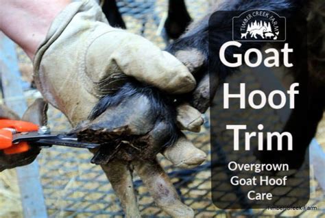 Overgrown Goat Hoof Care Steps to Take - Timber Creek Farm