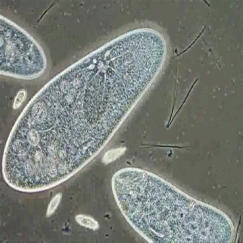 Image result for paramecium | Lesson Figures | Pinterest