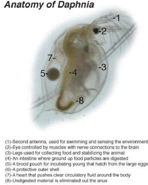 View Daphnia Anatomy Diagram Background