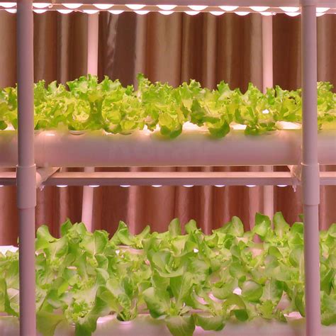 6 Best LED Grow Lights for Lettuce - UNIT LED