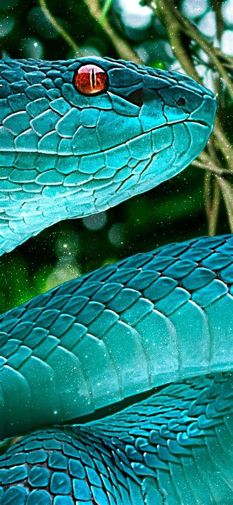 Blue Snake, Red Eye, Bokeh HD phone wallpaper | Pxfuel