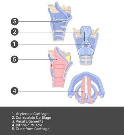 Small Cartilages of the Larynx - Arytenoid, Corniculate, & Cuneiform ...