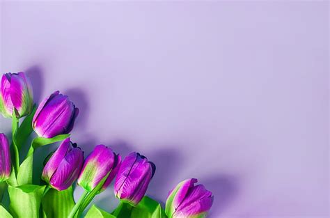 HD wallpaper: purple, flowers, background, tulips | Wallpaper Flare