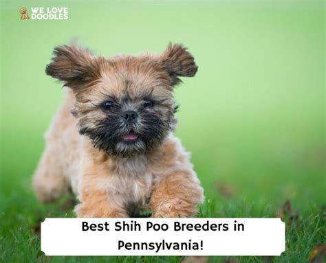 5 Best Shih Poo Breeders in Pennsylvania! (2024) - We Love Doodles