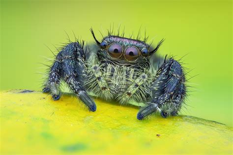 Meet the Jumping Spider, the World’s Most Adorable Arachnid | Discover ...