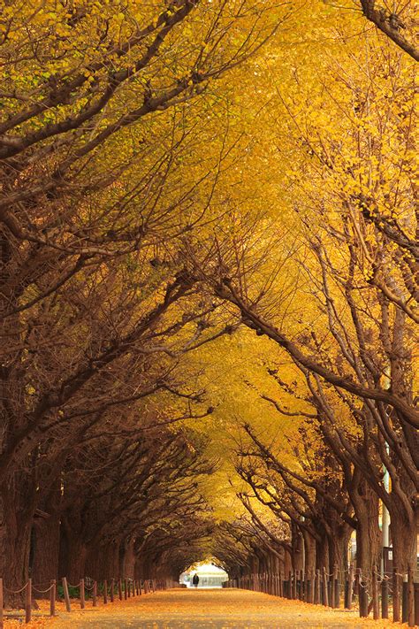 19 Magical Tree Tunnels You Should Definitely Take A Walk Through ...