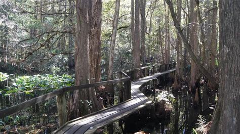 Highlands Hammock State Park | State parks, Park, Florida