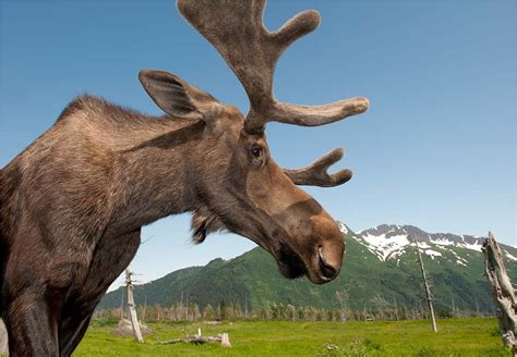 Anchorage Wildlife Tour | Alaska Shore Excursions