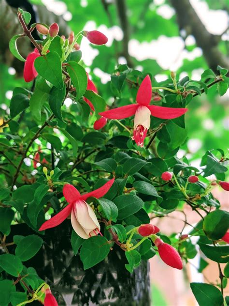 Propagating Fuchsia – How to Propagate Fuchsia Cuttings - Bunny's Garden