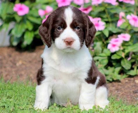 Springerdoodle Puppies for Sale - Keystone Puppies