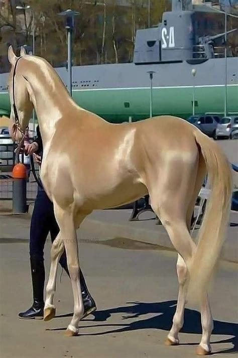 Meet the Akhal-Teke horse from Turkmenistan, one of the most beautiful ...