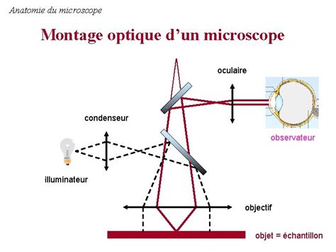 Le MICROSCOPIE OPTIQUE champ lointain Beaucoup dimages et