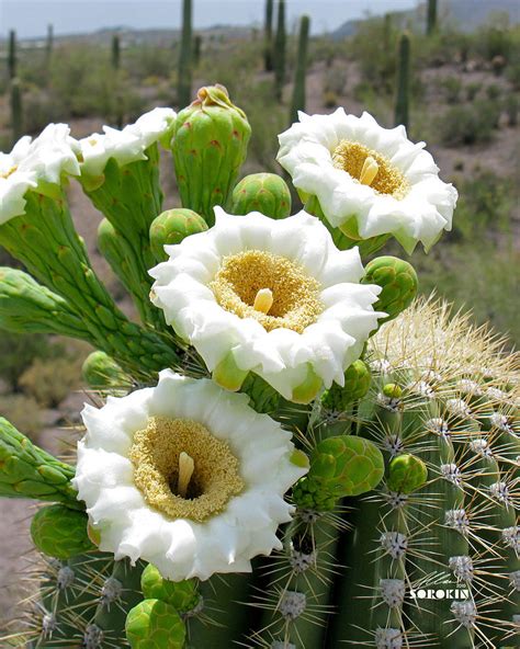 Saguaro Cactus Flowers Photograph by Allan Sorokin