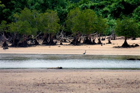 Mangrove di Pantai Clungup yang Kini Hijau Lagi - Mongabay.co.id