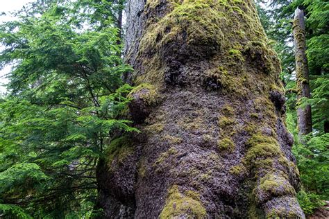 Carbon sequestration and storage - Old Growth Forest Ecology